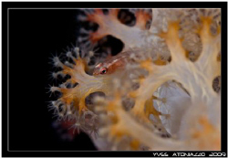 Soft coral goby.....    Fuji S5 Pro/105 VR by Yves Antoniazzo 